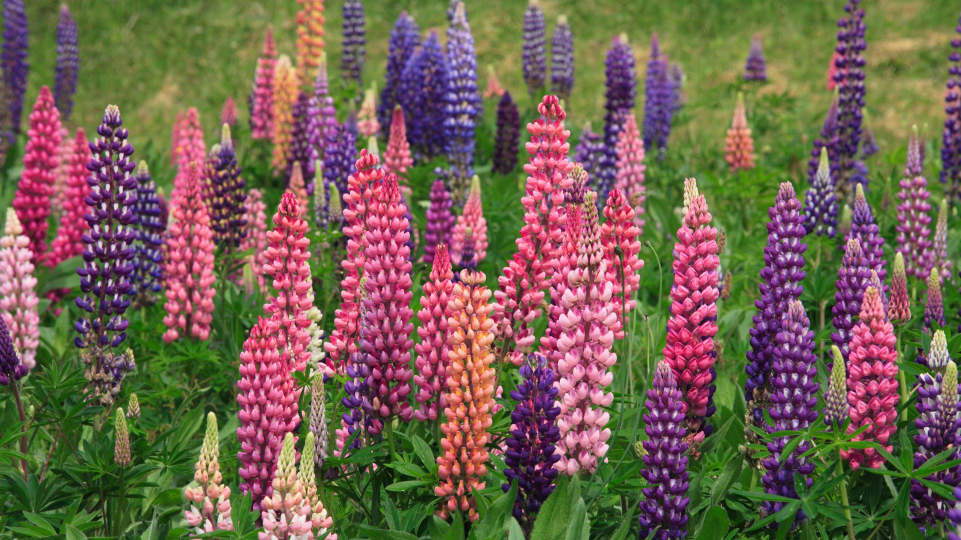 Lupine