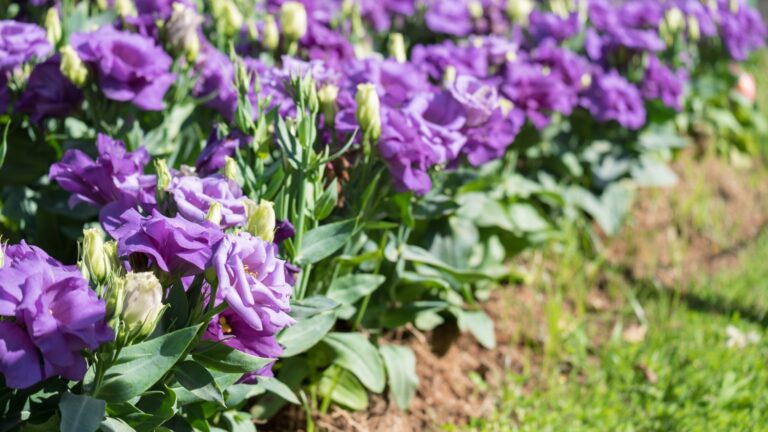 20 Beautiful Purple Annuals Every Garden Needs (And 10 Underrated Stunners That’ll Surprise You)