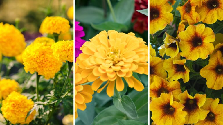 marigold, zinnia, petunia