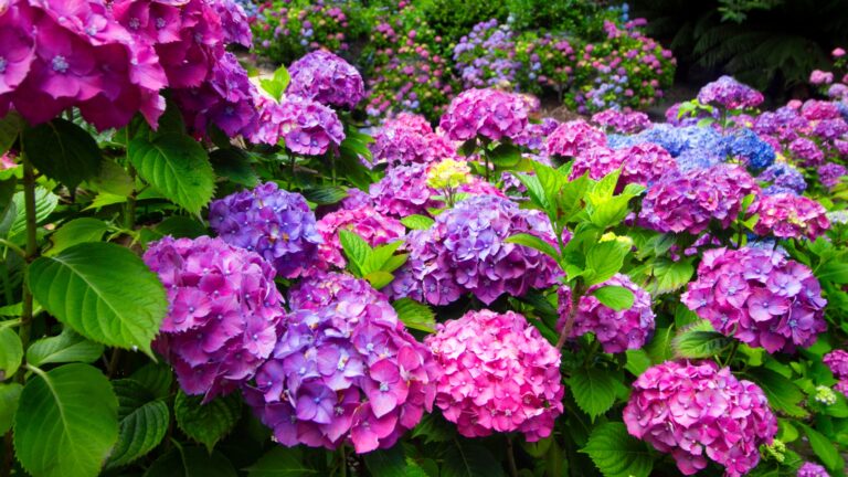 hydrangea blooming