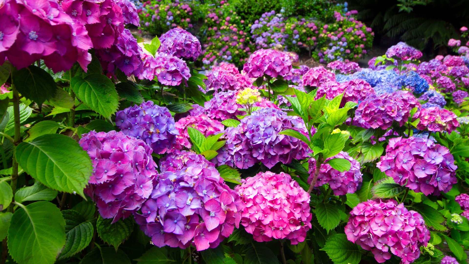 20 Blooming Beauties That Change Colors As Spring Blooms