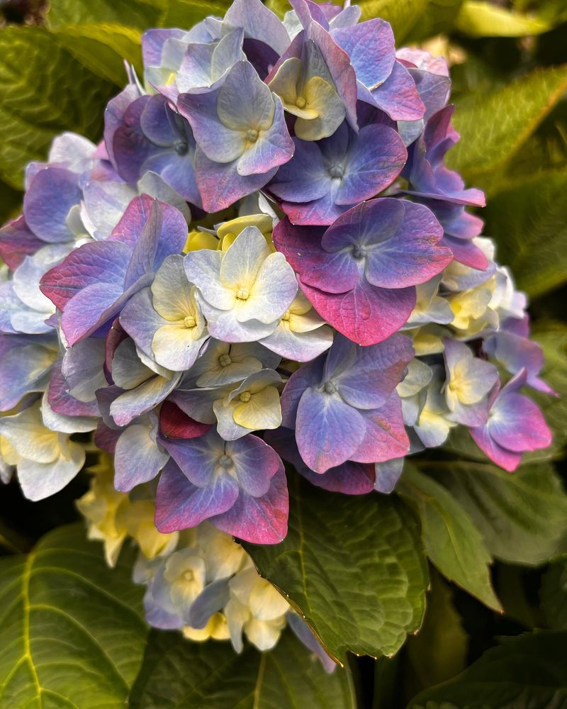 Hydrangea
