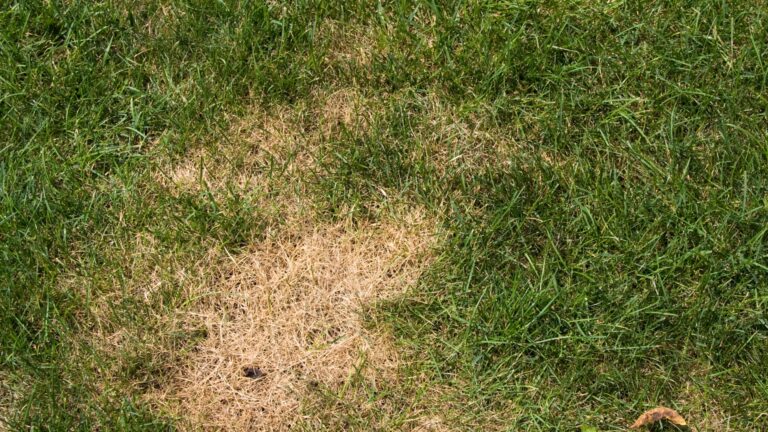 brown spot in a lawn