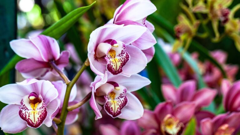 Orchid