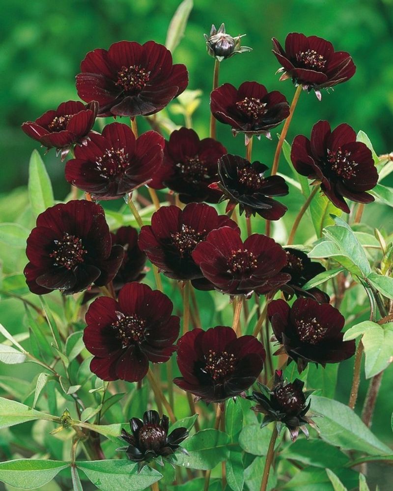 Chocolate Cosmos