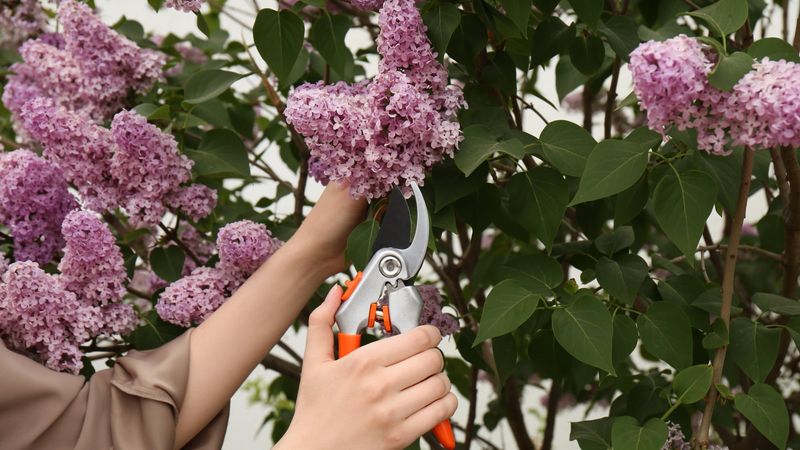 Pruning Spring-Flowering Shrubs