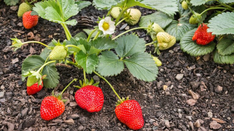 20 Fruits You Can Plant In May For A Sweet Summer Harvest