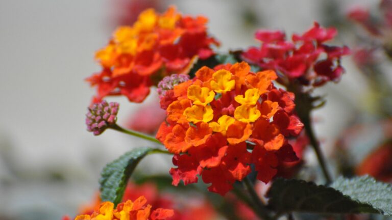 Lantana