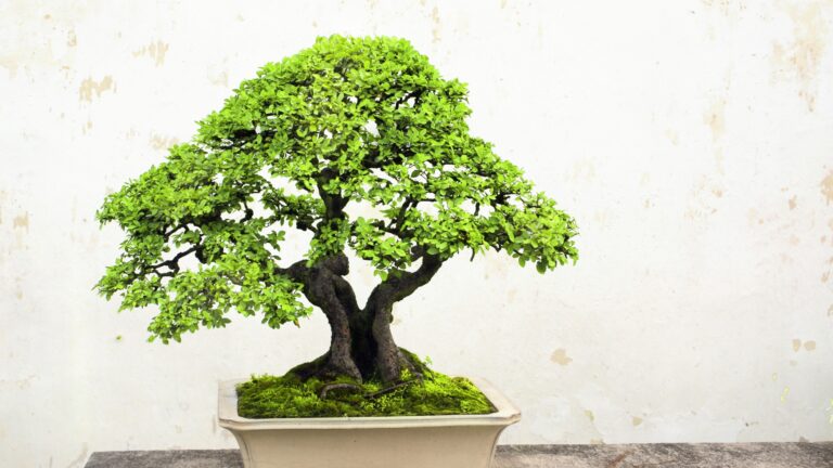 bonsai
