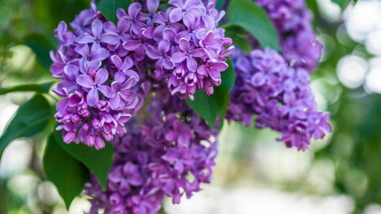 purple lilac