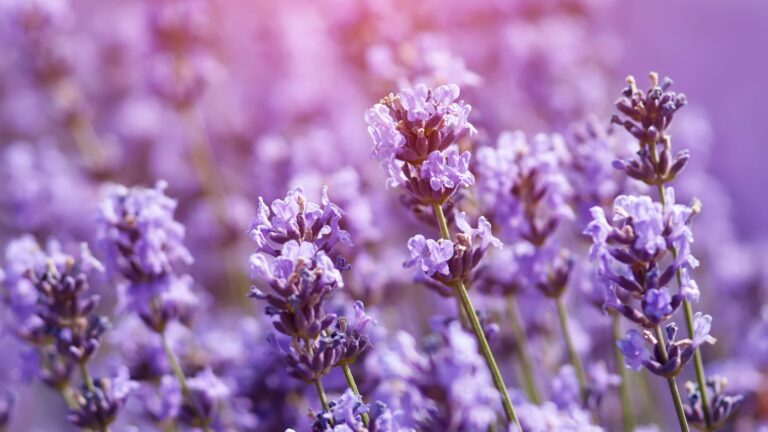 lavender in bloom