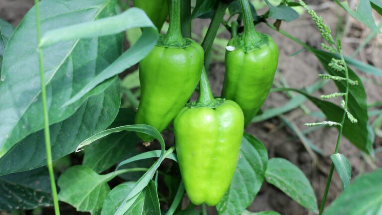 Peppers