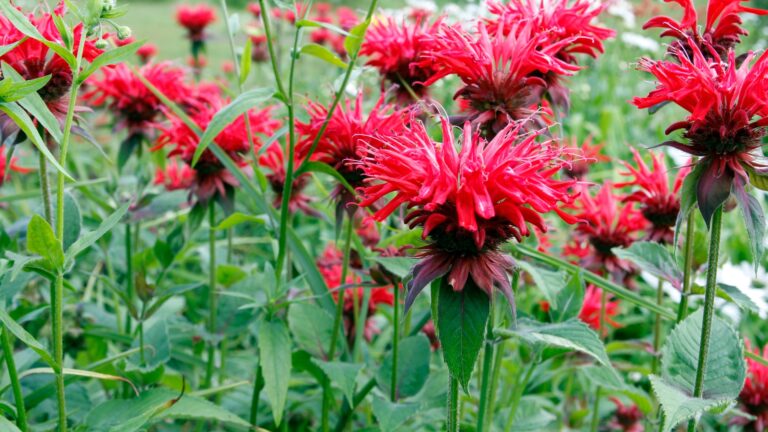 bee balm