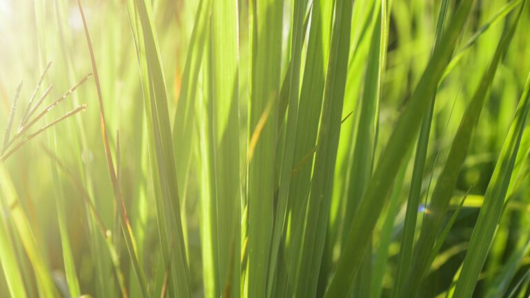 aromatic lemongrass
