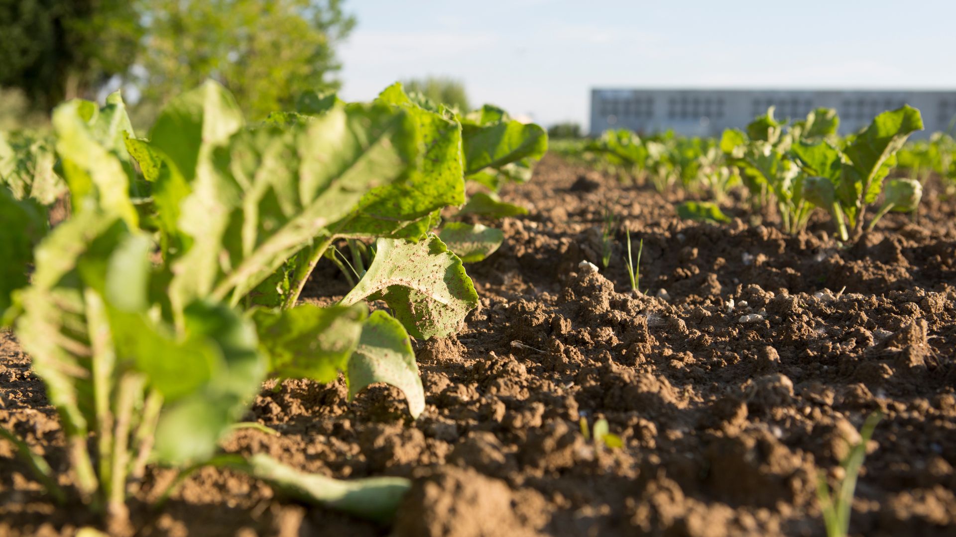 20 Pro Tips For When And How To Plant Winter-Sown Seedlings