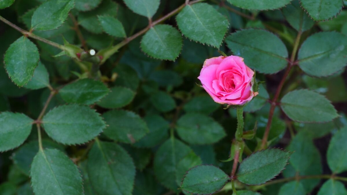 20 Reasons Miniature Roses Are Becoming A Garden Favorite (And Why You ...