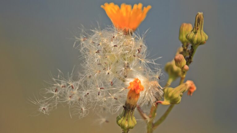 Wildflower and Seeds
