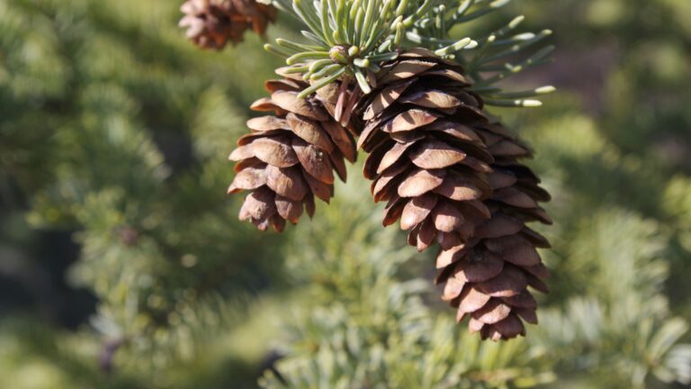 Pinecones