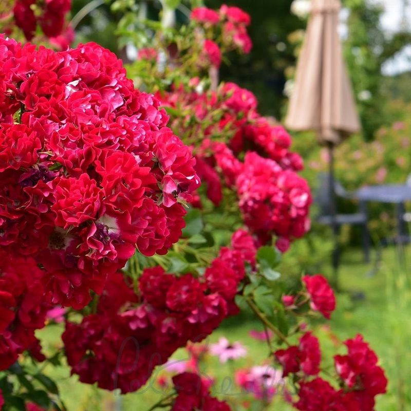 Thrives In Any Soil