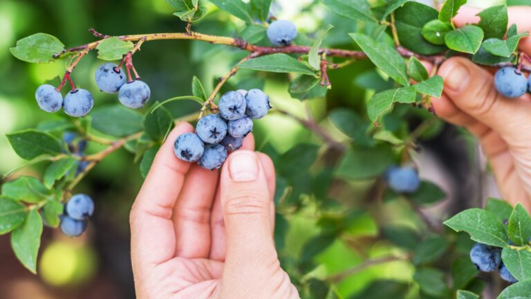 blueberry bush