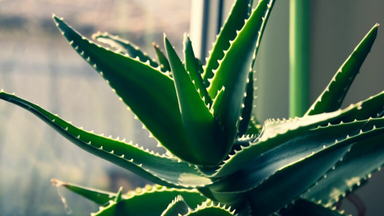 aloe vera plant