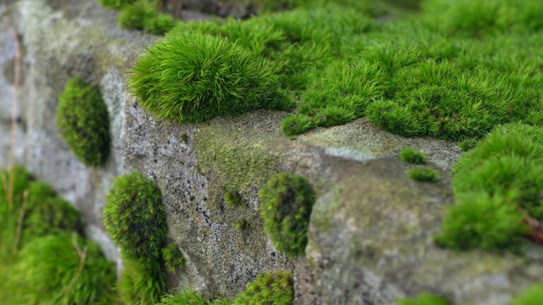 moss
