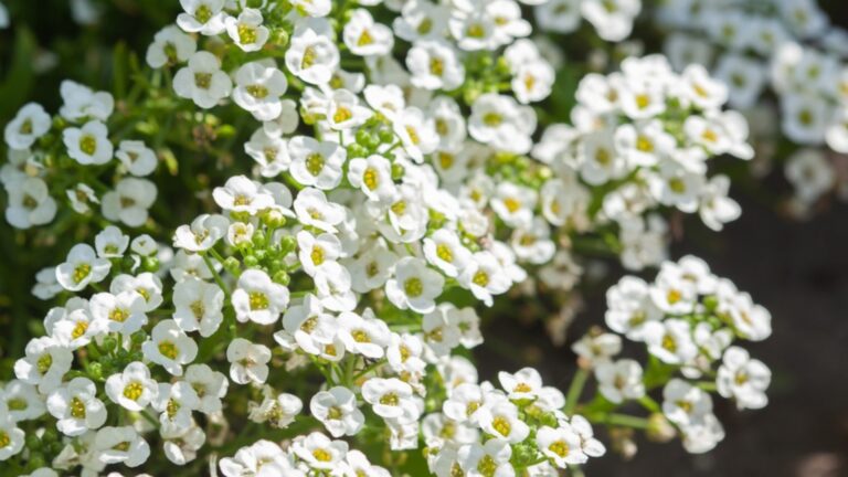 sweet alyssum flower clusters