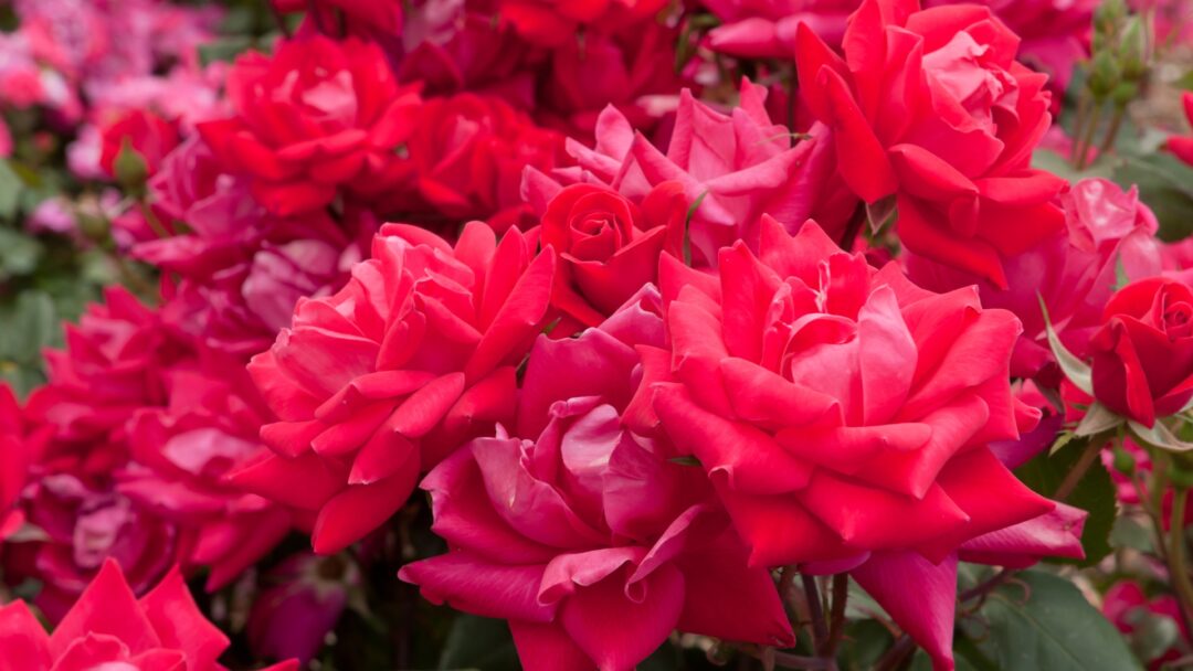 20 Stunning Landscaping Ideas With Knock Out Roses (And Even More ...