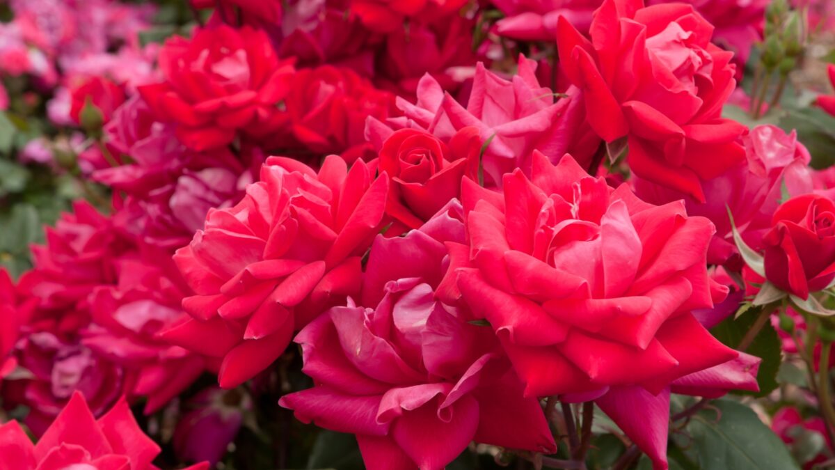 20 Stunning Landscaping Ideas With Knock Out Roses (And Even More ...
