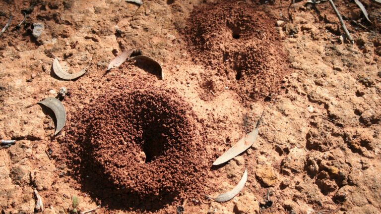 Ant Hills