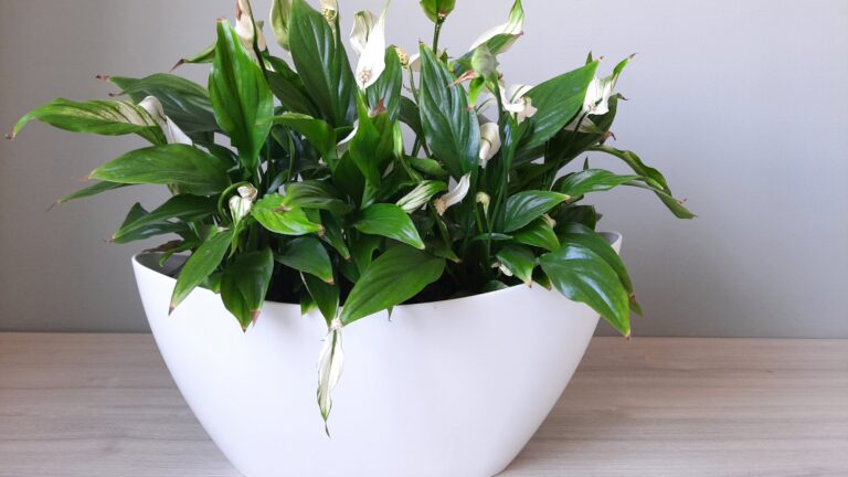 peace lily