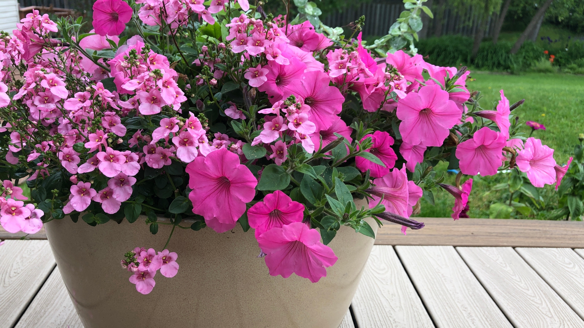 plants