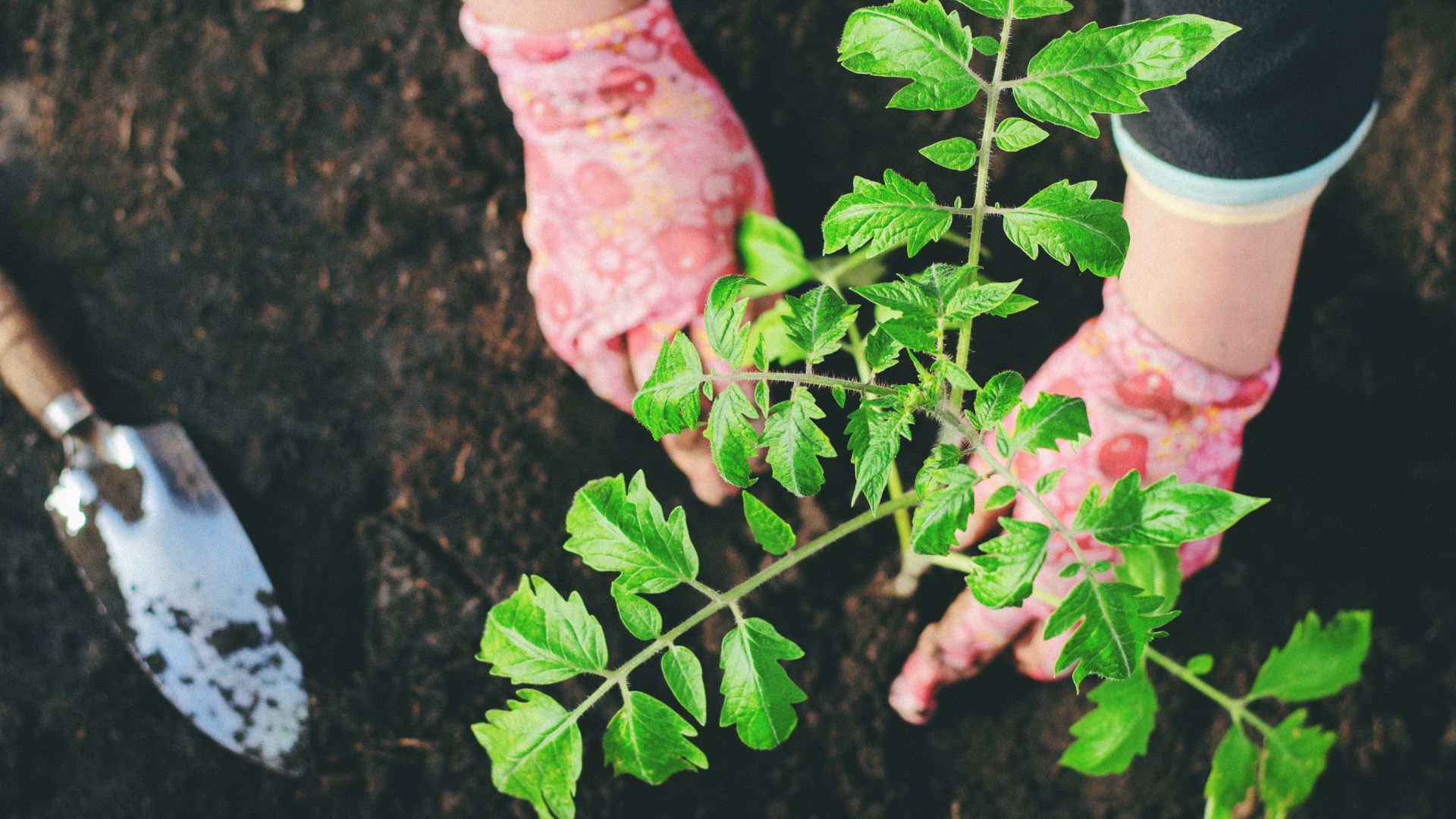 planting