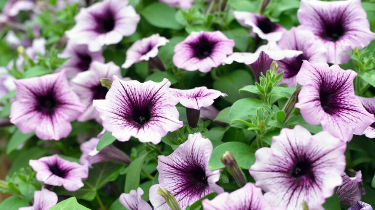 Petunias