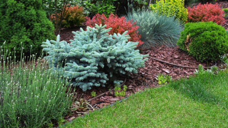 low growing shrubs in garden