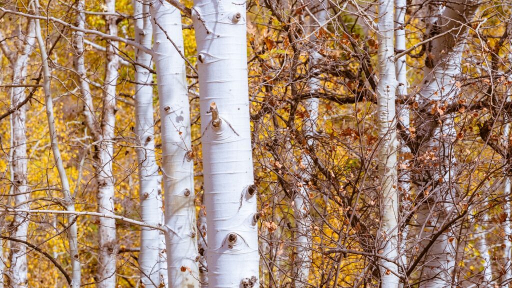 aspen trees