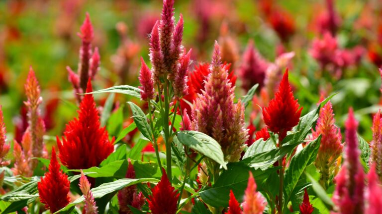 Celosia argentea / Celosia argentea ‘Kimono series’