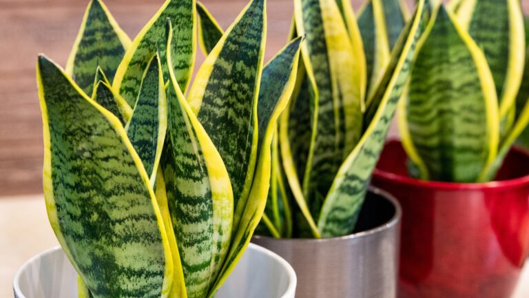 Sansevieria trifasciata Laurentii - Variegated Snake Plant in the pot close up