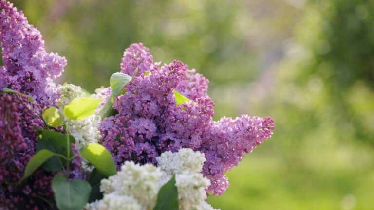 lilac shrub in bloom