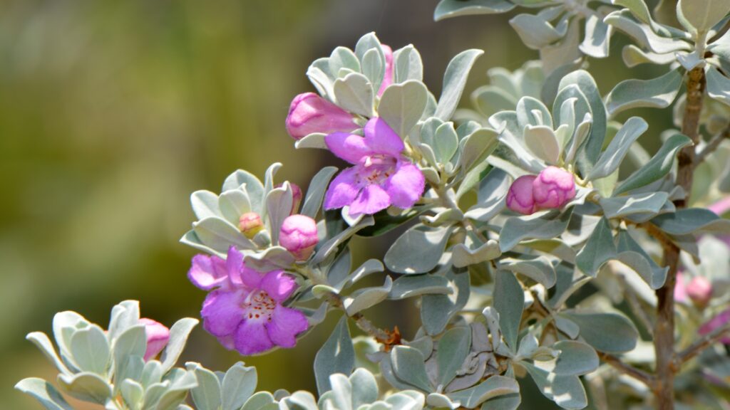 texas sage