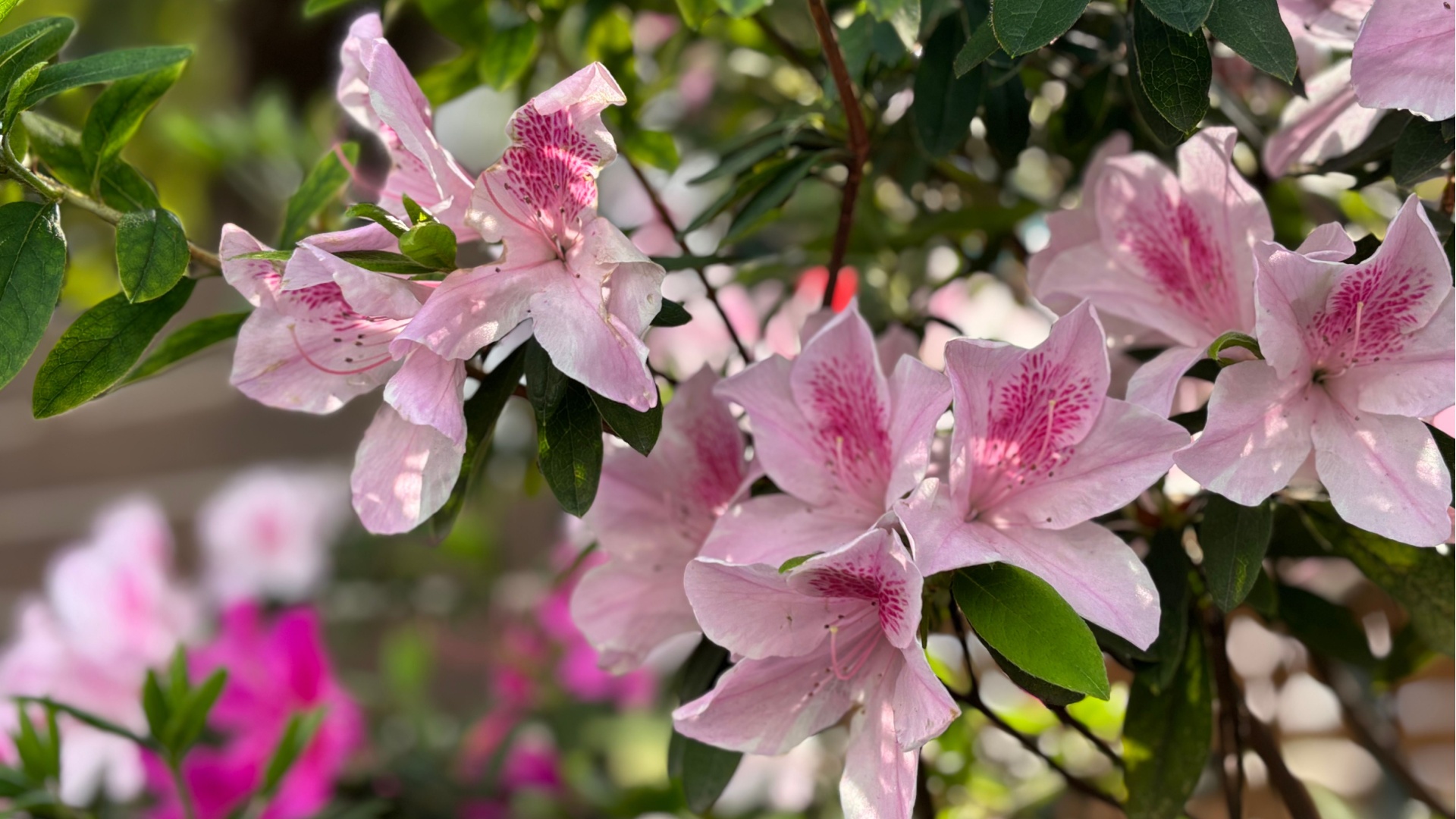 azalea shrub in bloom