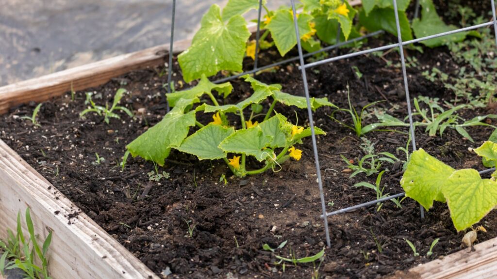 veggie in a raised bed