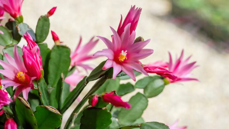 Easter cactus blooming flowers