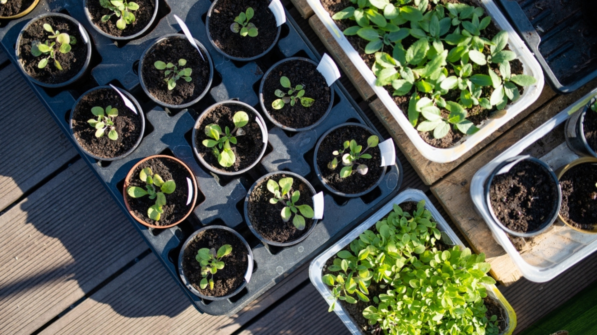 23 Brilliant Hacks For Faster, Stronger Seedlings (Plus a Few Game-Changers You Surely Haven’t Tried)