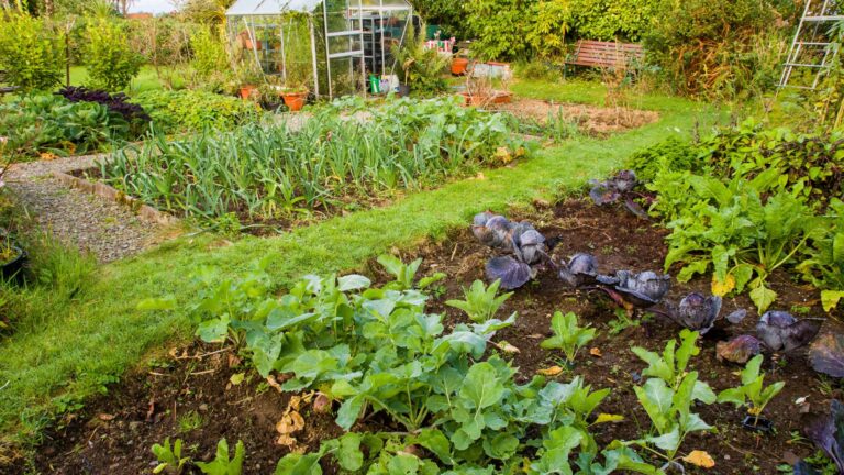 vegetable garden layout