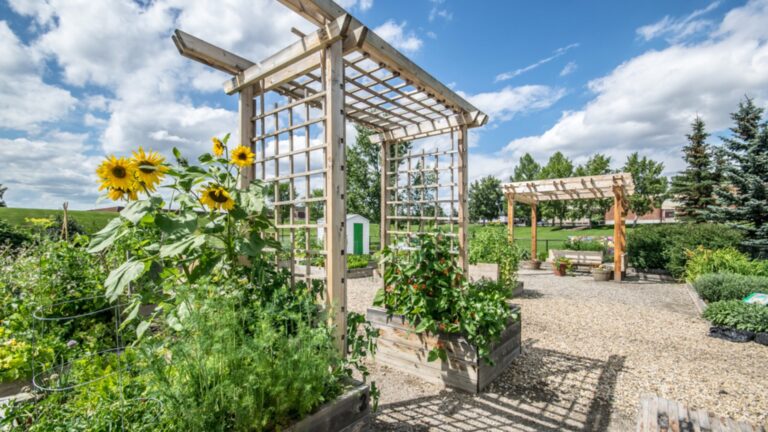 trellis in garden