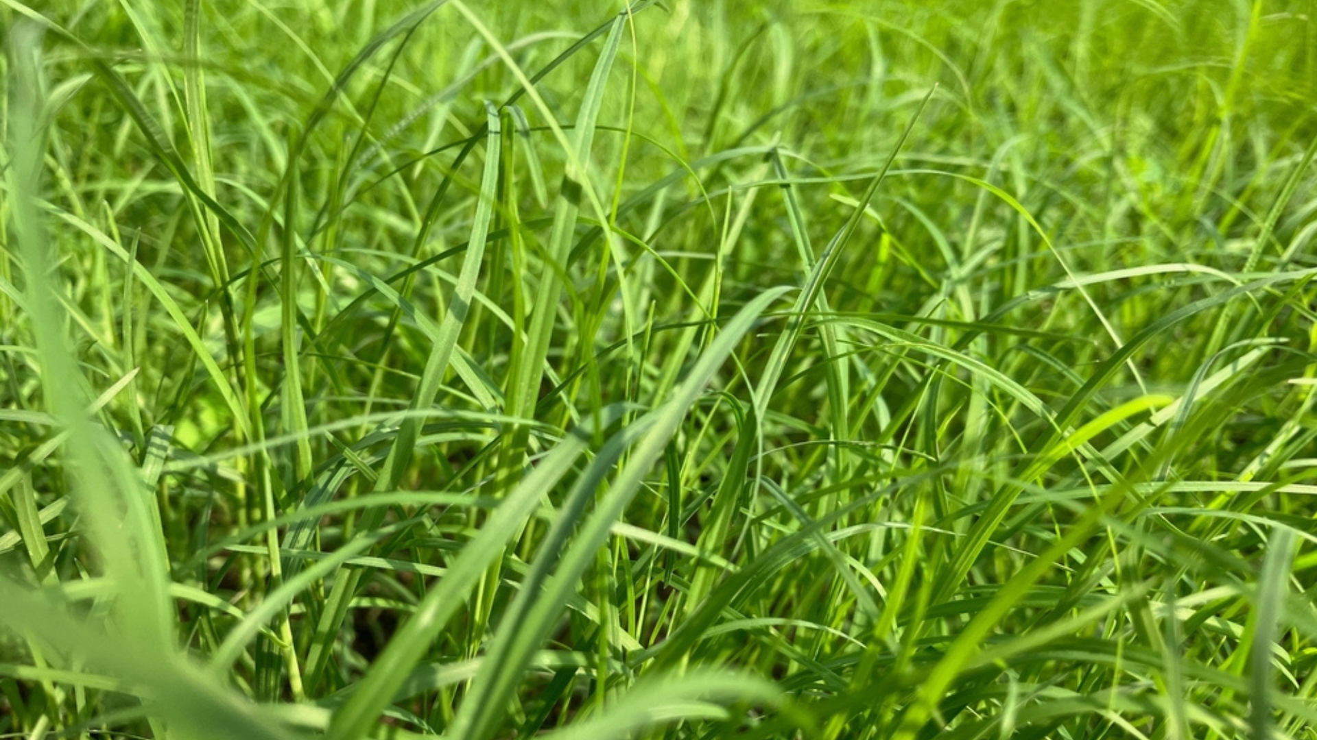 bermudagrass