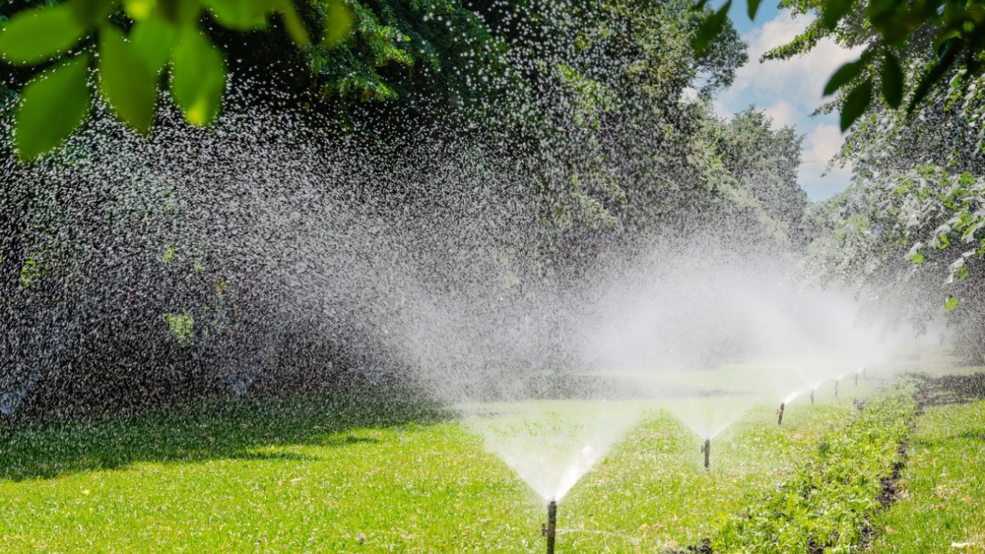 sprinklers on a lawn
