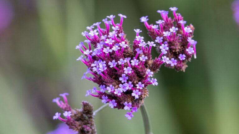 Purpletop vervain (verbena bonariensis)