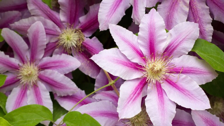 Clematis flower